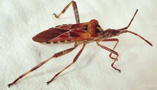 Leptoglossus occidentalis